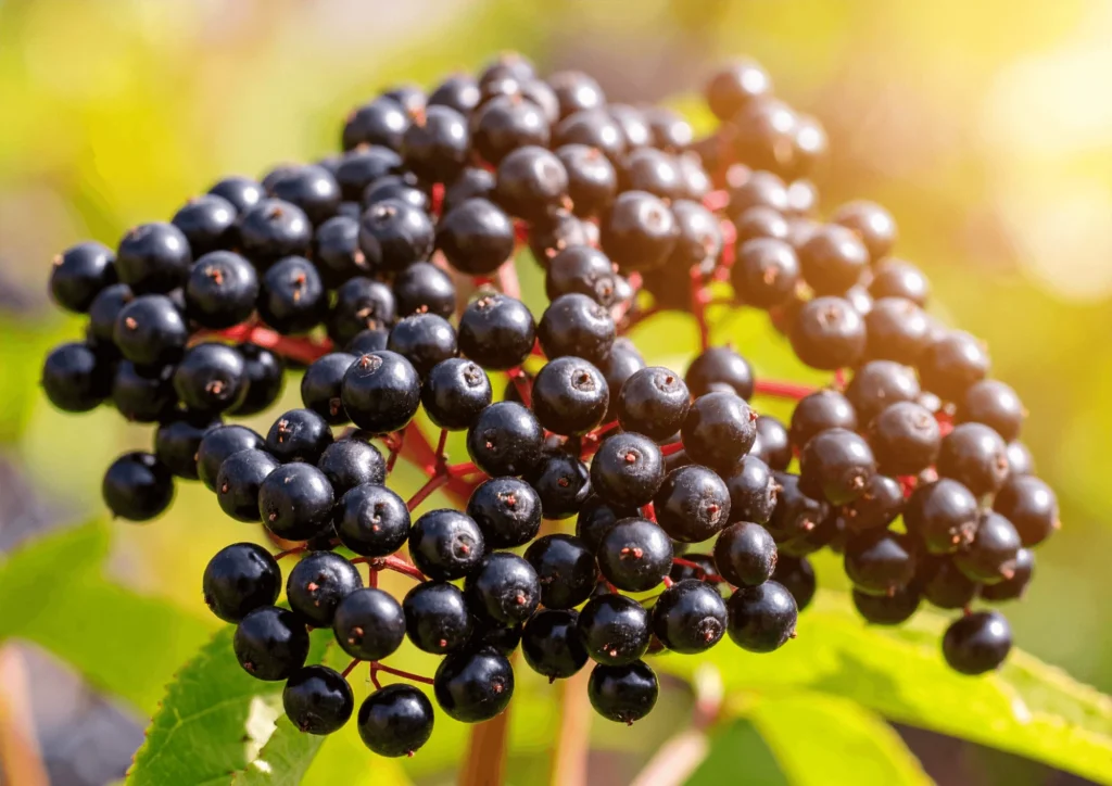 Close-up of raw elderberries still on their stems with green leaves, showing their deep purple color before cooking or juicing.